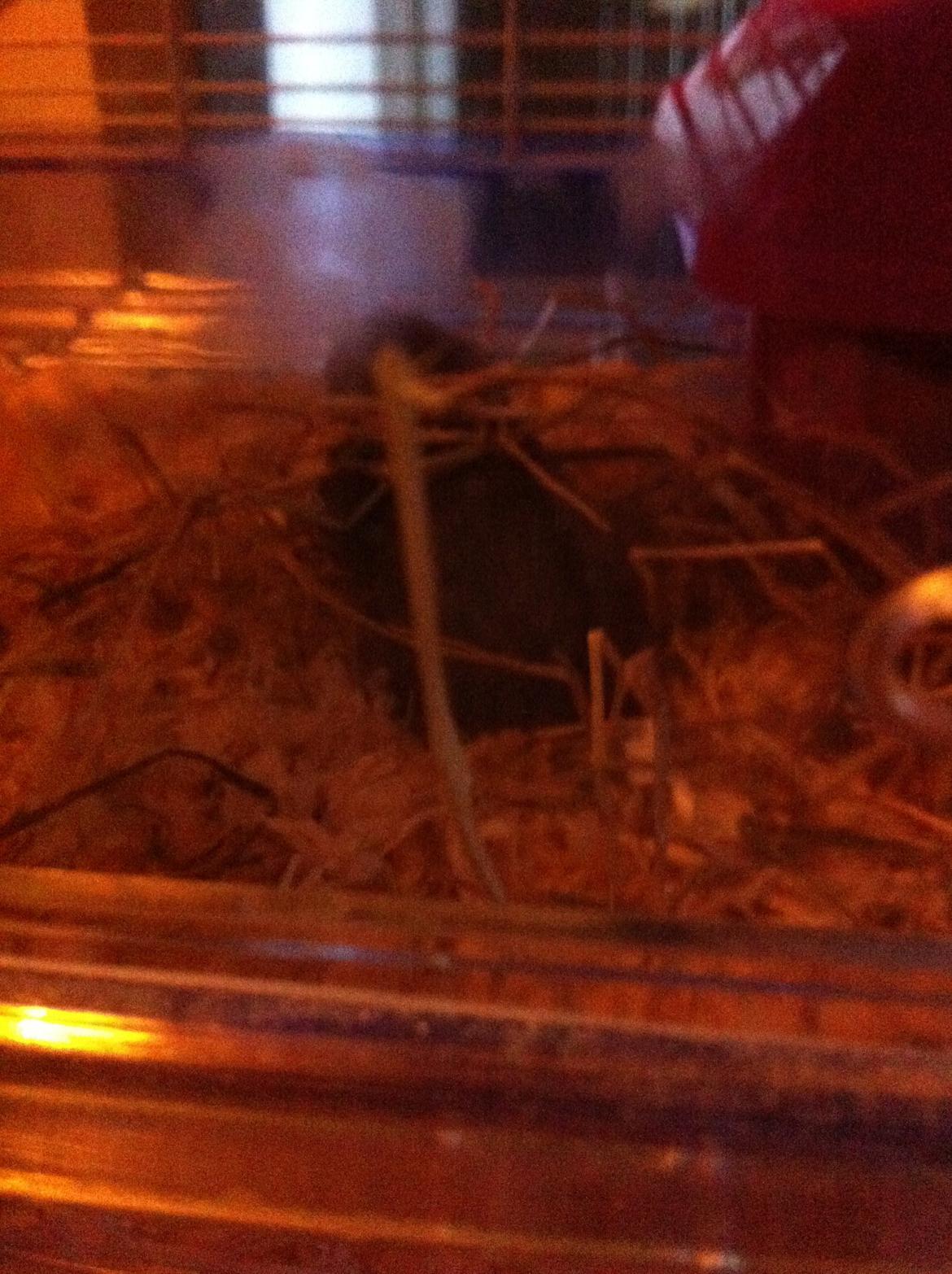 Dværghamster Frikadelja billede 3