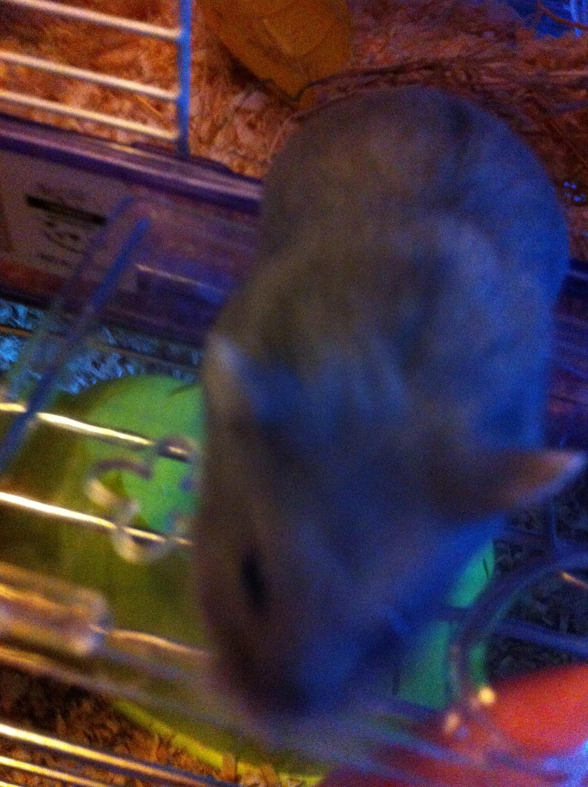 Dværghamster Frikadelja billede 4