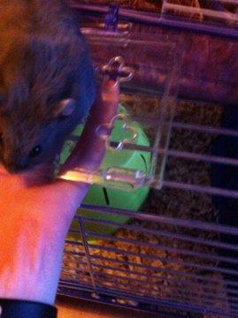 Dværghamster Frikadelja billede 5
