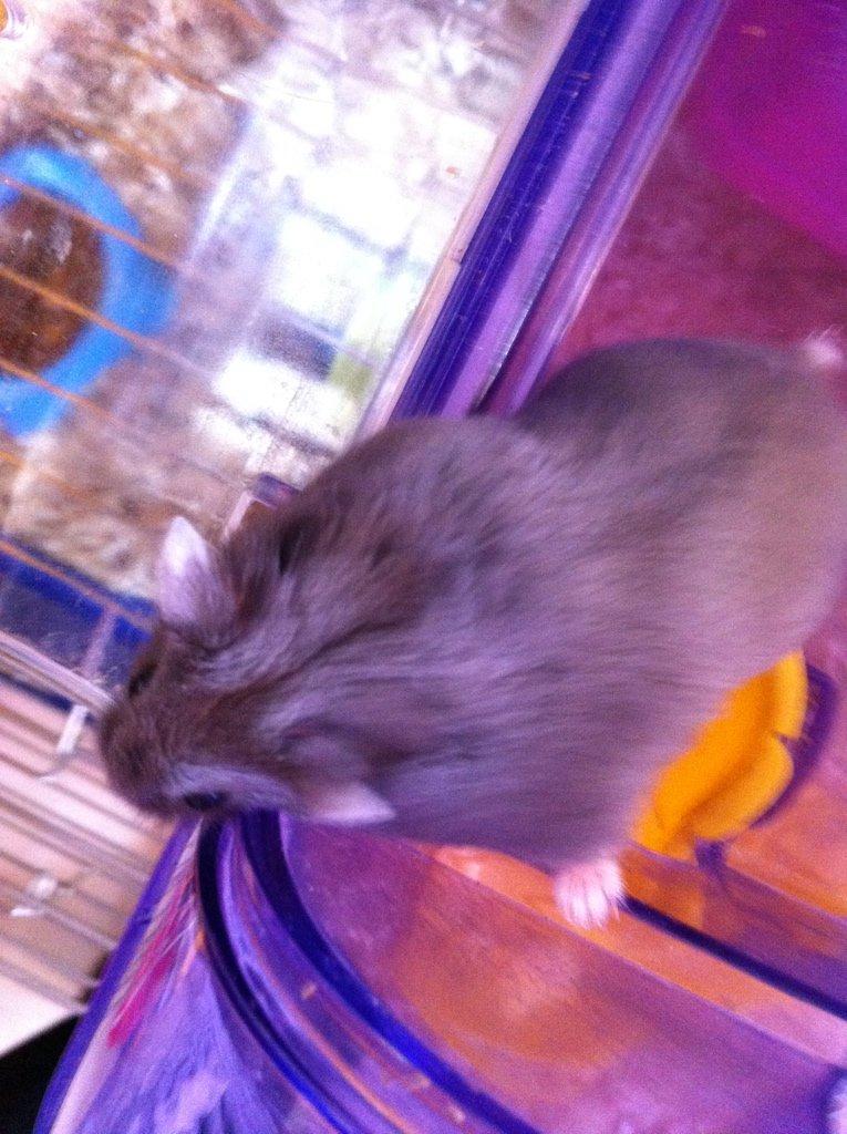 Dværghamster Frikadelja billede 10