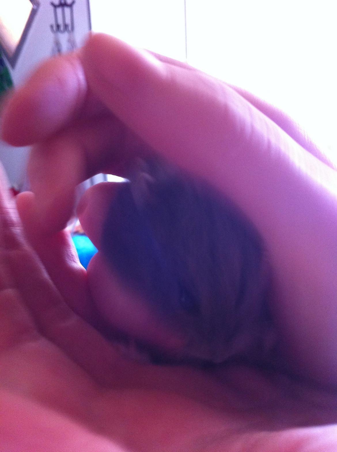 Dværghamster Frikadelja billede 13