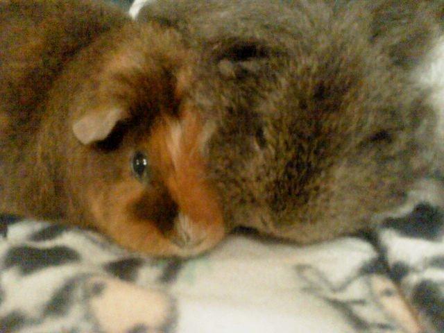 Marsvin Peach - Deeejlig varme! billede 12