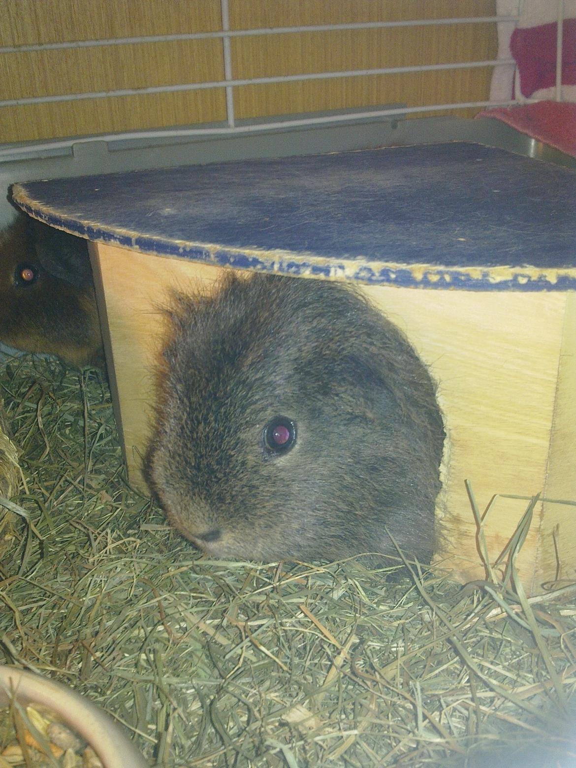 Marsvin Peach - Hej igen! billede 4