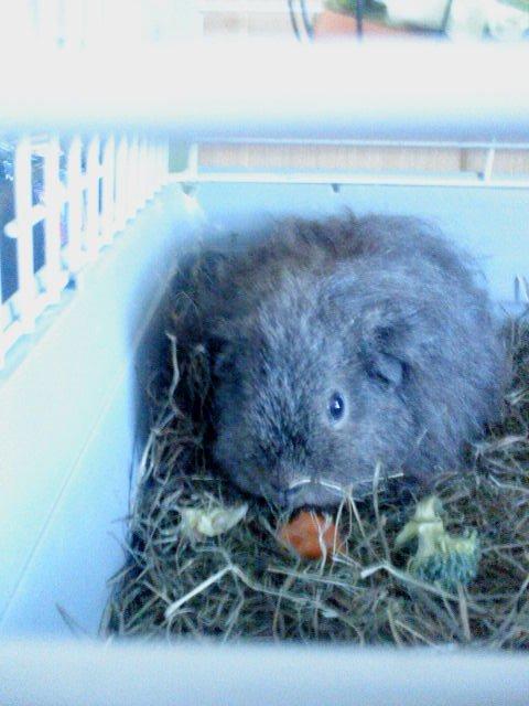 Marsvin Peach - Mums!! billede 8