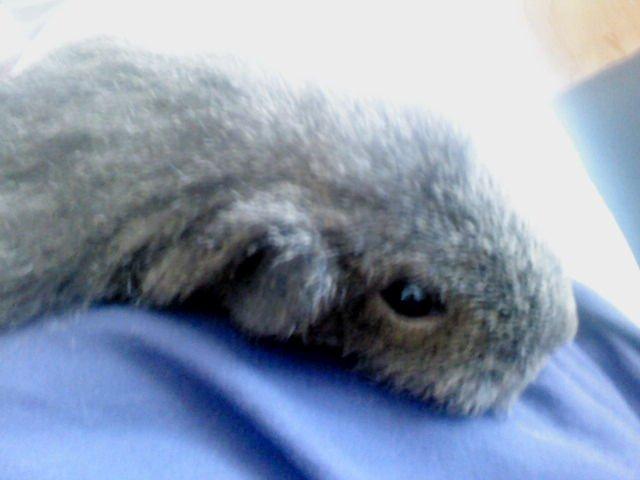 Marsvin Peach - nusse nusse billede 3