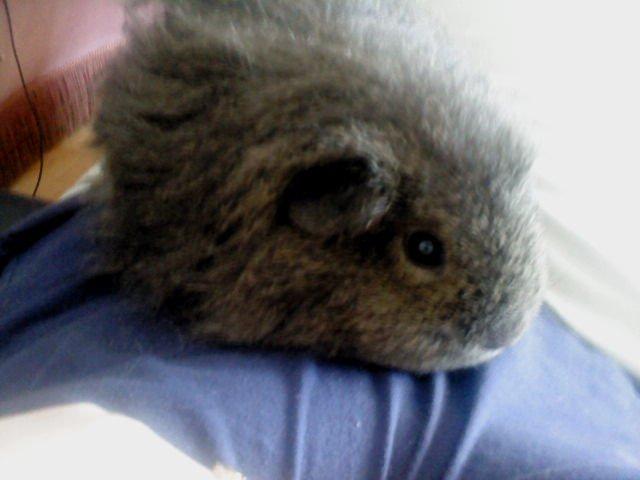 Marsvin Peach - ;-) billede 9