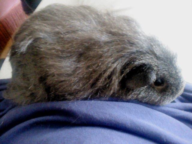 Marsvin Peach - Nussergøj!! billede 1