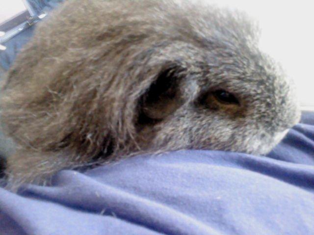 Marsvin Peach - Slapper lige ret meget af!! :-) <3 billede 2