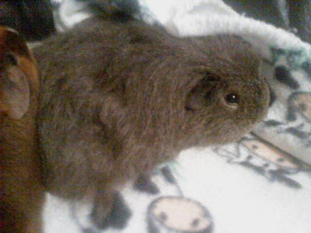 Marsvin Peach - Tæppe- hygge billede 10