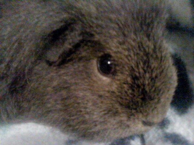 Marsvin Peach - Godaw kamera billede 6