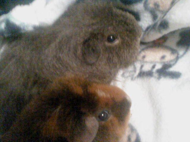 Marsvin Peach - Hmmer det et kamera? hiih billede 11