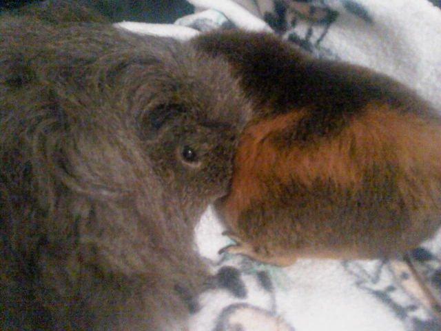 Marsvin Peach - Gemme Gemme billede 7