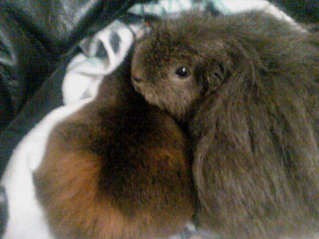 Marsvin Peach - Hjemmelig hygge ! billede 5