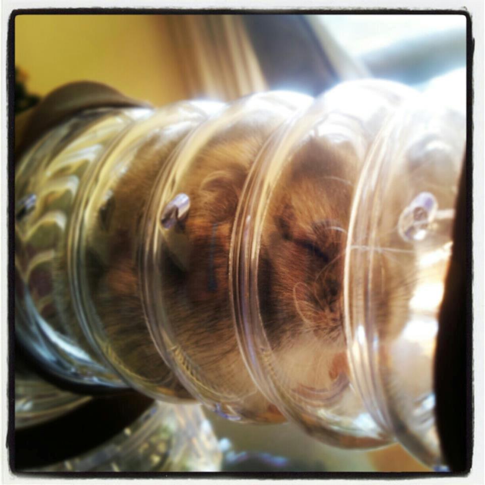 Dværghamster Nemo - Nemo som sover i sit rør <3 billede 5