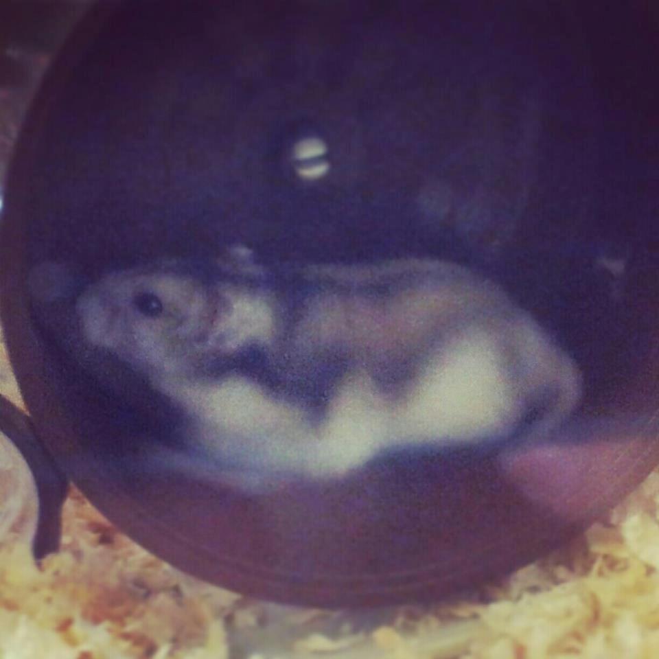 Dværghamster Nemo - Nemo tager sig en løbetur i sit hjul! billede 7