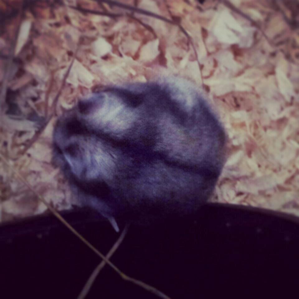 Dværghamster Nemo - Nemos aftegning på ryggen <3 billede 8