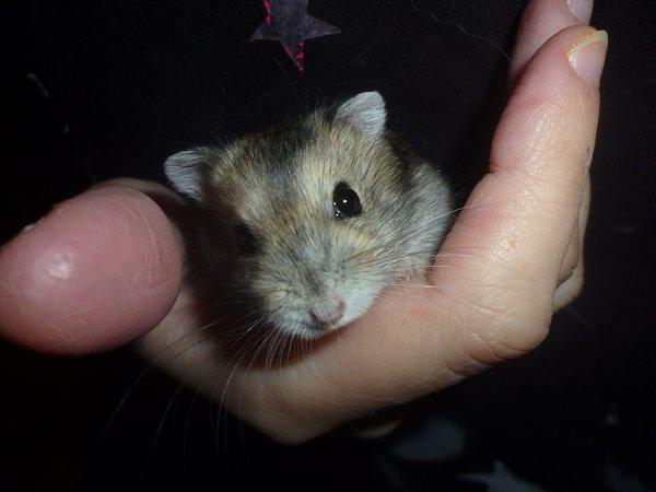 Dværghamster "Vinterhvid" | Willow billede 6