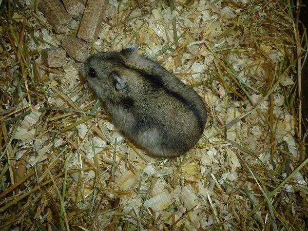 Dværghamster "Vinterhvid" | Willow billede 4