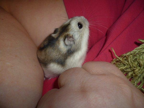 Dværghamster "Vinterhvid" | Willow billede 3