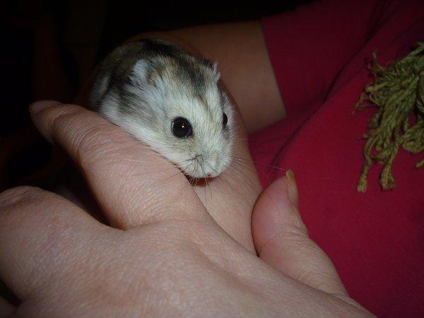 Dværghamster "Vinterhvid" | Willow billede 2
