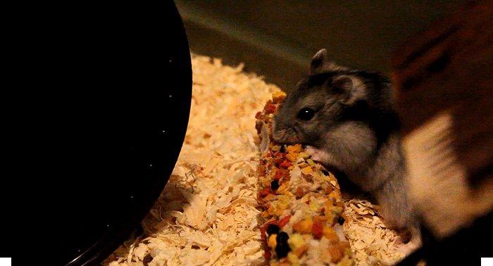 Dværghamster Nemo - Nomnomnom.. (Taget ud fra film) billede 9