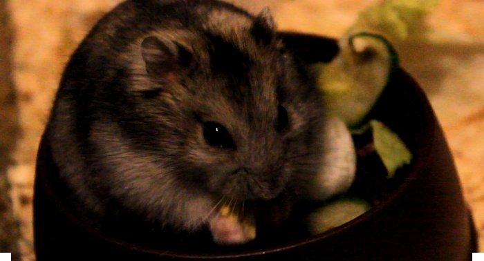 Dværghamster Nemo - Mhhm! Lækker salat! (Taget ud fra film) billede 6