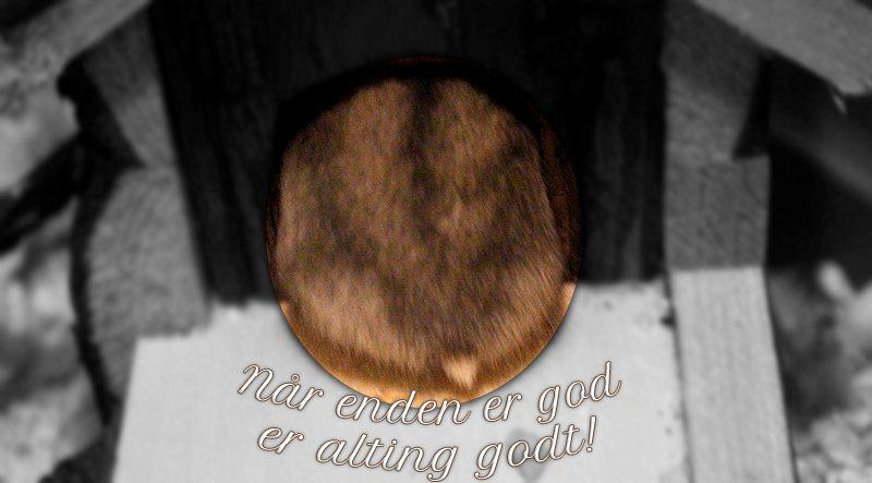 Dværghamster Nemo - Når enden er god er alting godt! (Y) billede 10