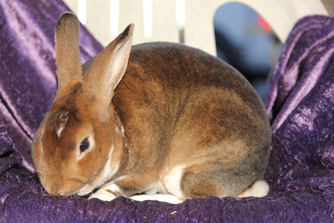 Kanin Guffe (REX) - Den lille tykke Guffe :) billede 7