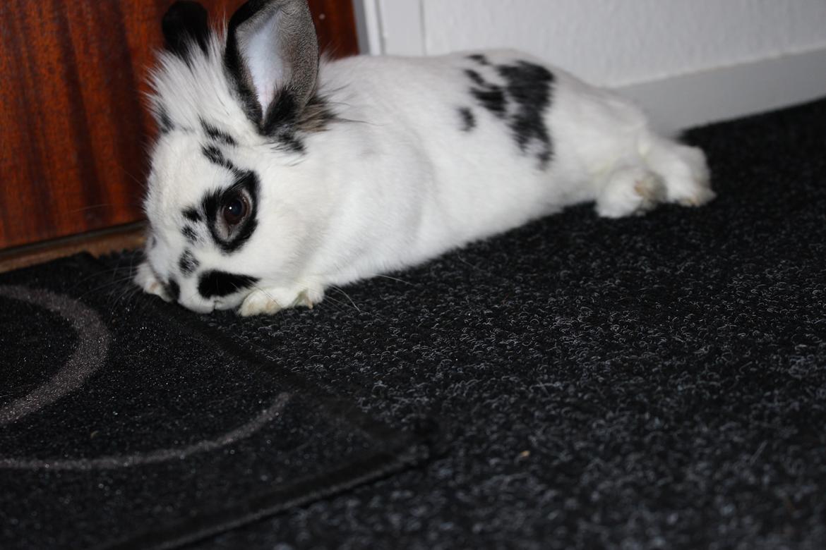 Kanin Skip billede 7