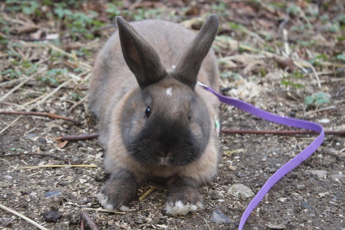 Kanin Dougs CoEa Eywa billede 18