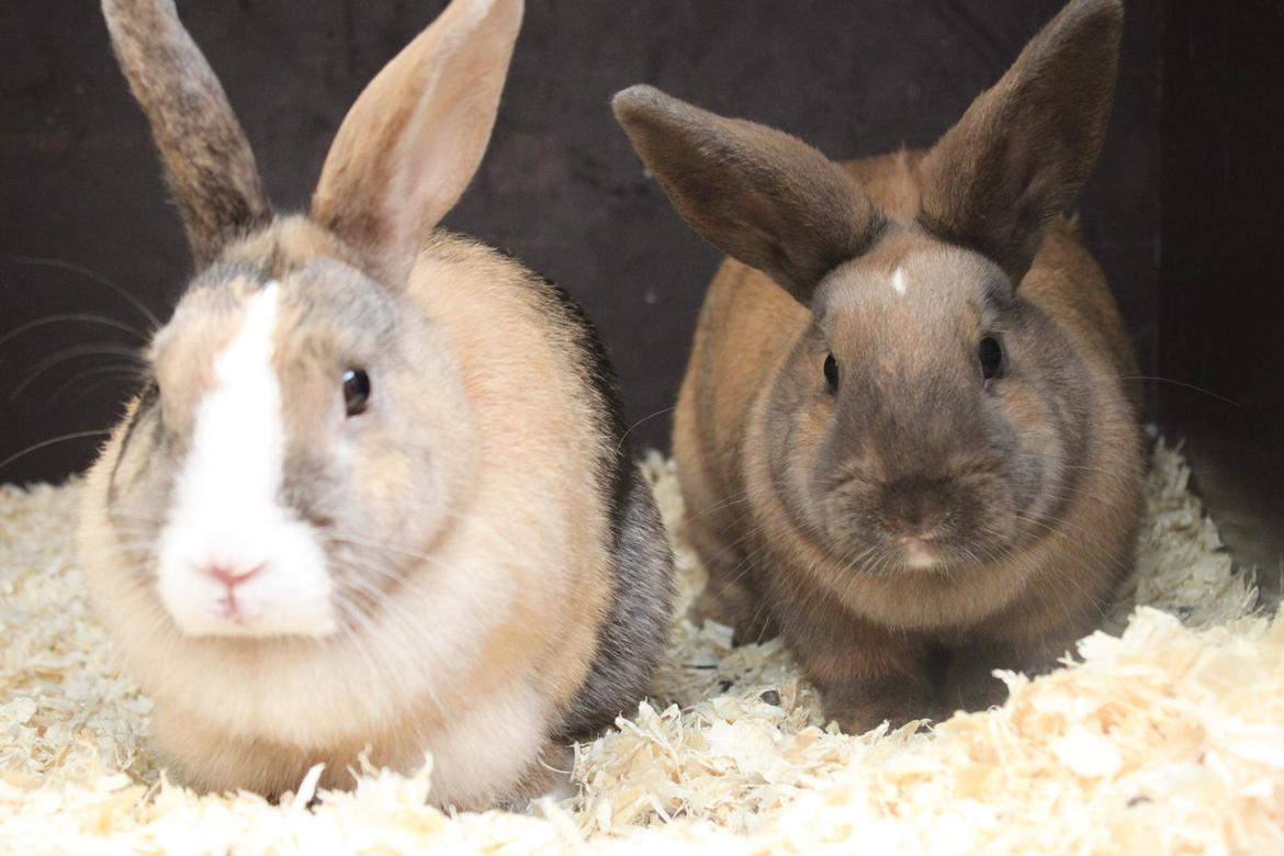 Kanin Dougs CoEa Eywa billede 19