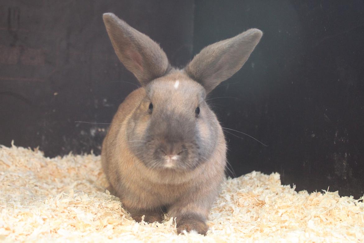 Kanin Dougs CoEa Eywa billede 20