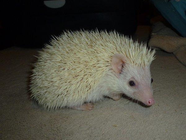 Pindsvin | Pan billede 2