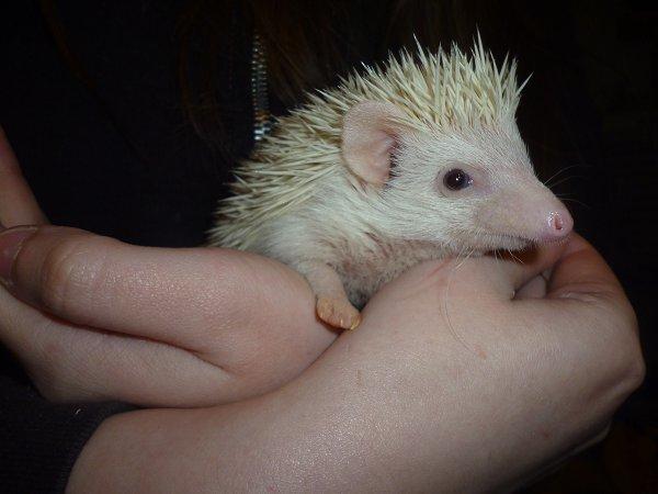 Pindsvin | Pan billede 4