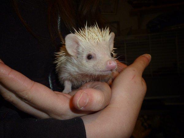 Pindsvin | Pan billede 5