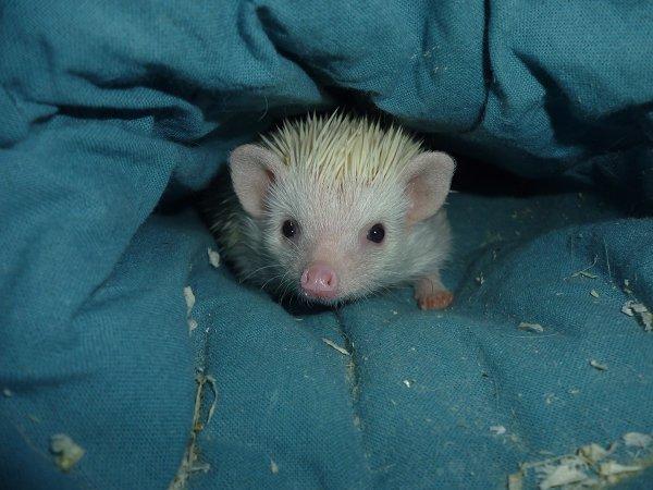 Pindsvin | Pan billede 6