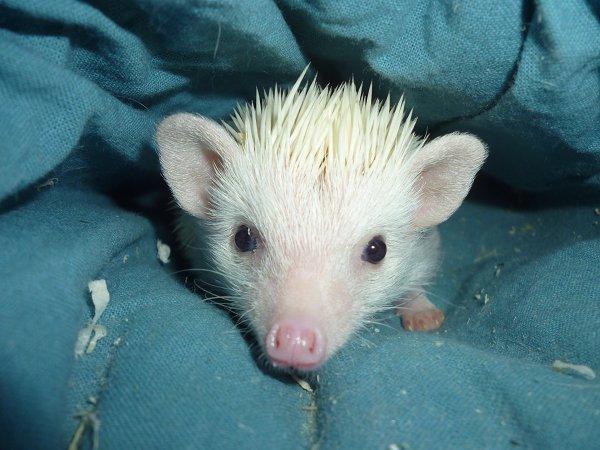 Pindsvin | Pan - Velkommen til Pan's side! billede 1