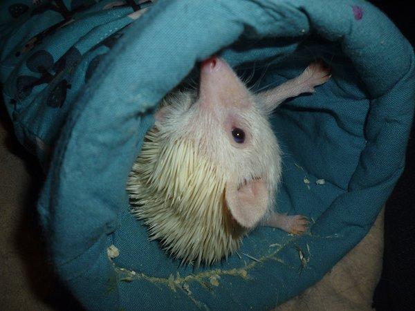 Pindsvin | Pan billede 7