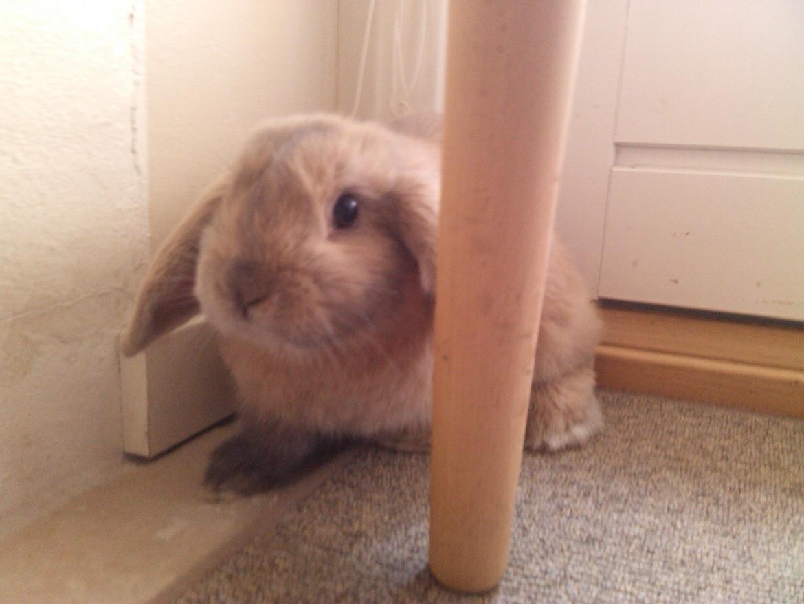 Kanin Selma Power Pil billede 13