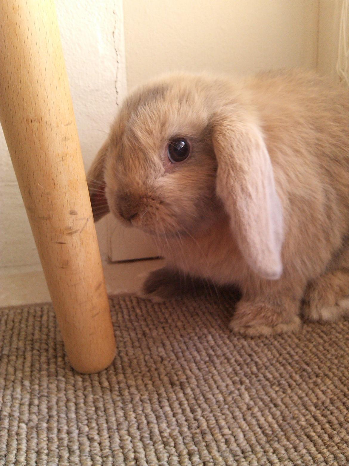 Kanin Selma Power Pil billede 14