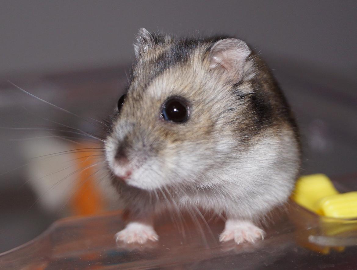 Dværghamster Fifi † DØD 27.05.2013 † billede 2