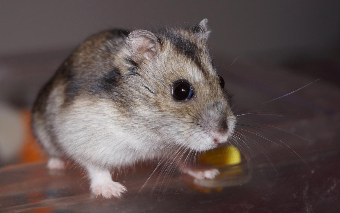 Dværghamster Fifi † DØD 27.05.2013 † billede 3