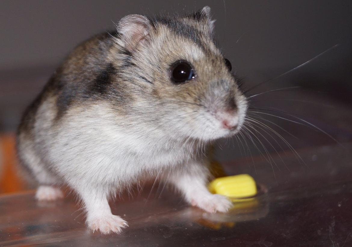 Dværghamster Fifi † DØD 27.05.2013 † billede 1