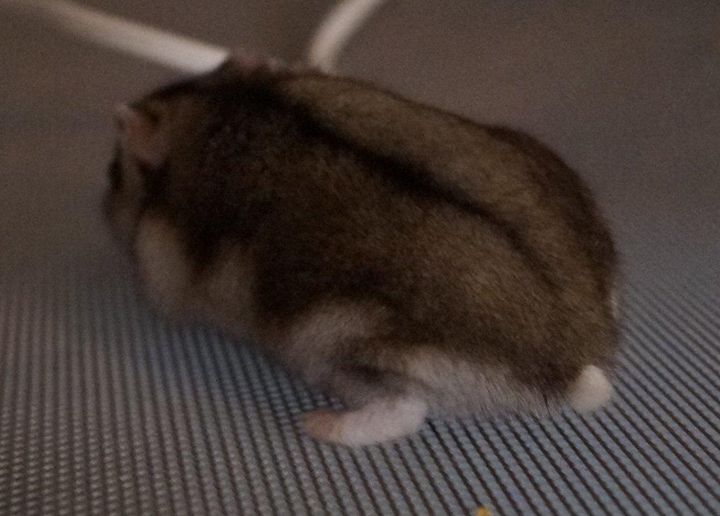 Dværghamster Fifi † DØD 27.05.2013 † billede 4