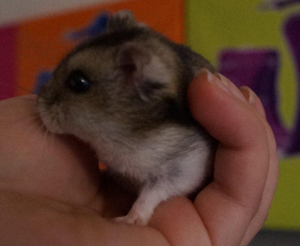 Dværghamster Fifi † DØD 27.05.2013 † billede 5