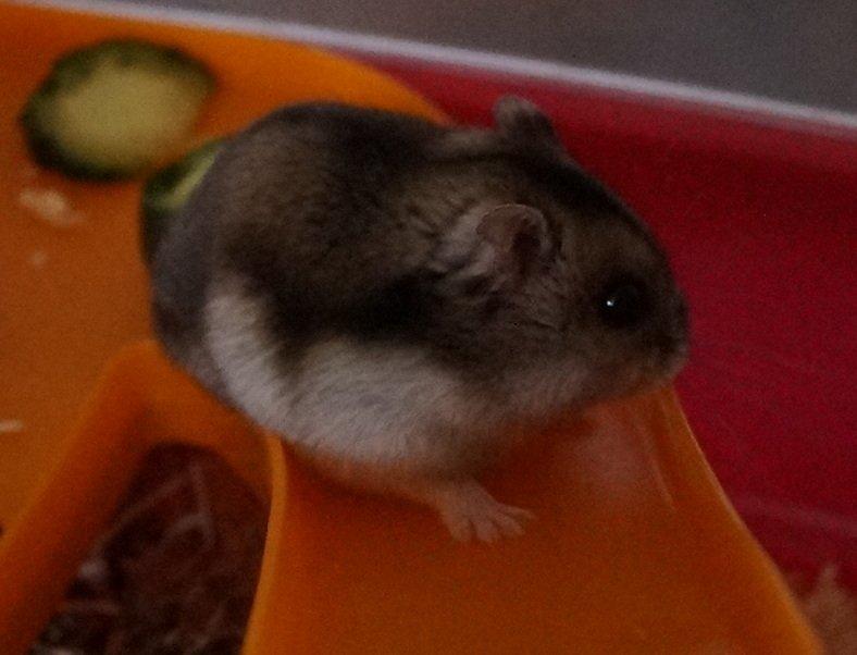 Dværghamster Fifi † DØD 27.05.2013 † billede 6