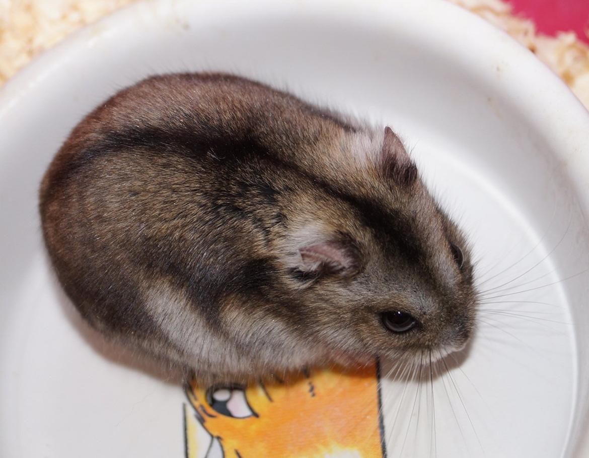 Dværghamster Fifi † DØD 27.05.2013 † billede 7