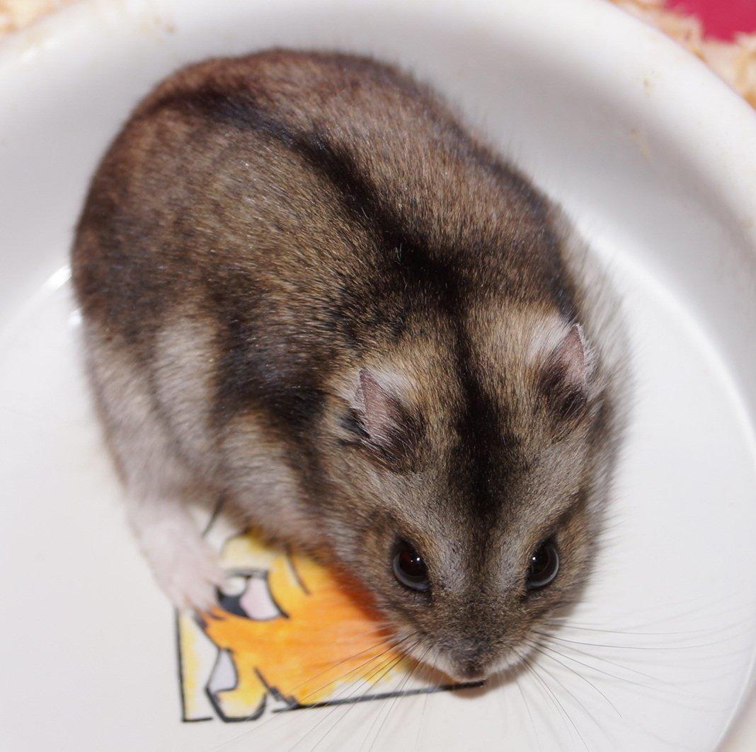 Dværghamster Fifi † DØD 27.05.2013 † billede 8