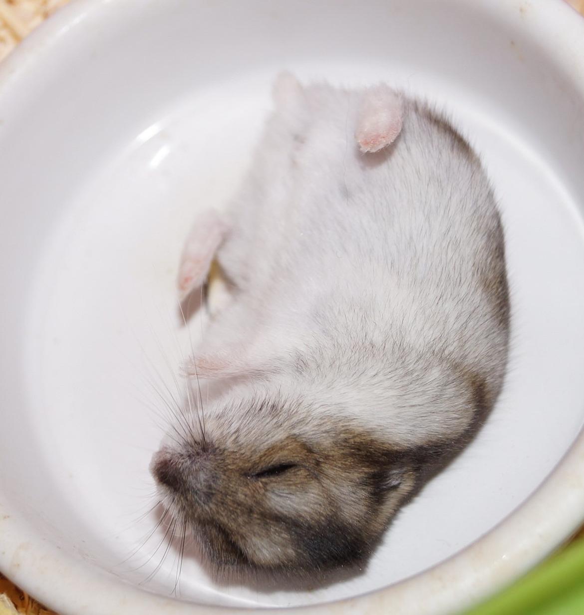 Dværghamster Fifi † DØD 27.05.2013 † billede 9