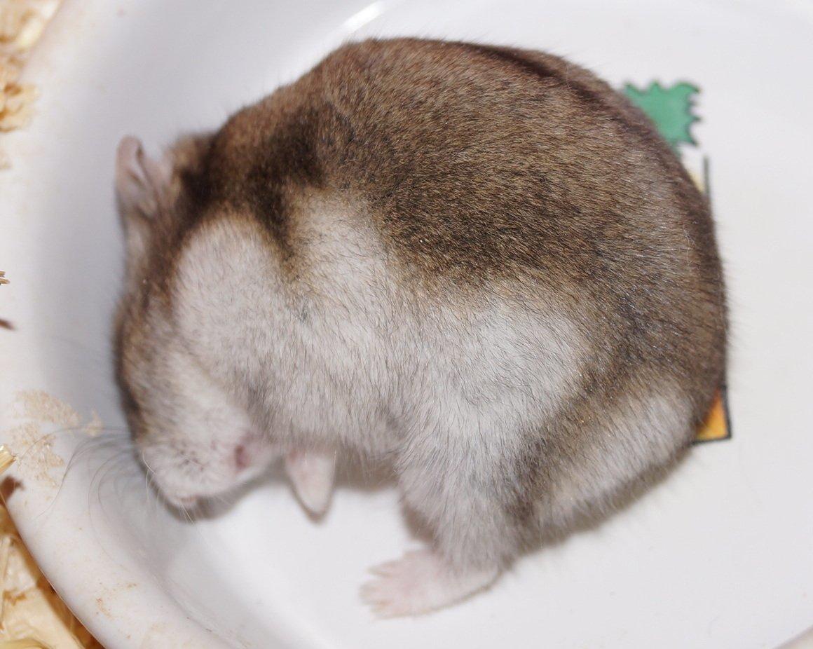 Dværghamster Fifi † DØD 27.05.2013 † billede 10